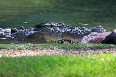 Пловец разжал челюсти укусившего его за голову крокодила и спасся