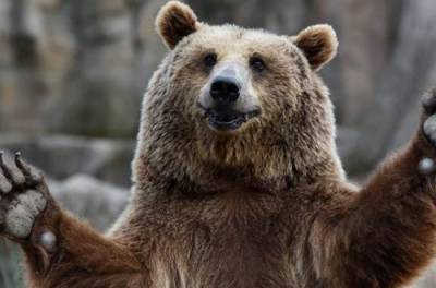 Медведь устроил погоню за лыжником в Румынии. ВИДЕО
