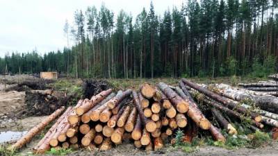 Экономист рассказал о борьбе польского и шведского капитала за лес Литвы