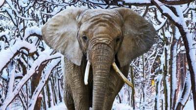Теплолюбивые слоны пришли в восторг от выпавшего снега в США
