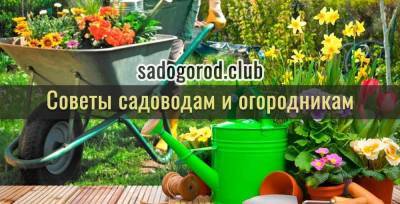 Во саду и в огороде: в РФ разрешат продажи сельхозтоваров на своей земле