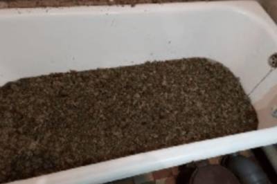 Копы нашли в доме у жителя Узина килограммы каннабиса, рассыпанные по ванне (фото)