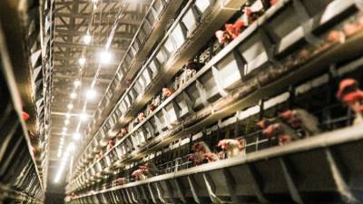 Шесть человек скончались из-за утечки жидкого азота на птицефабрике в США
