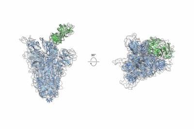 Ученые разработали универсальное антитело, способное защитить человека от Covid-19 и возможных мутаций коронавируса
