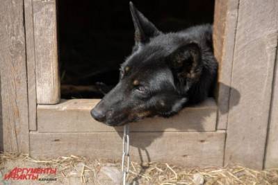 В Севастополе в результате пожара в приюте погибли собаки