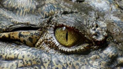 Безоружный австралиец справился с укусившим его крокодилом