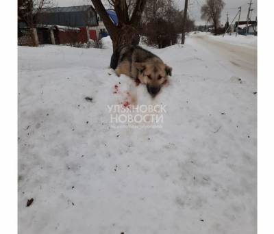 Нелюди. В пригороде Ульяновска бездомную собаку жестоко избили и бросили умирать