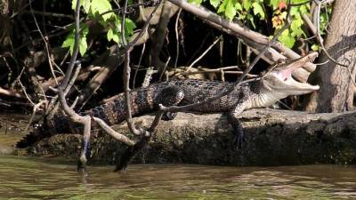 Австралиец отбился от укусившего его за голову крокодила