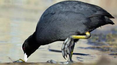 Сотрудники заповедника на Шикотане обнаружили новый вид редкой птицы