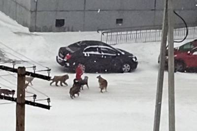 Стая собак набросилась на ребенка в кузбасском городе