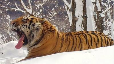 ФСБ задержала браконьеров за убийство краснокнижного тигра в Приморье