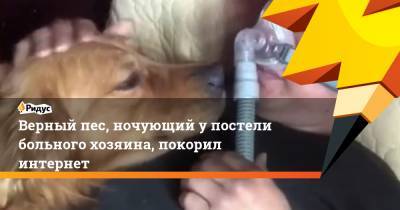 Андрей Цветков - Верный пес, ночующий упостели больного хозяина, покорил интернет - ridus.ru