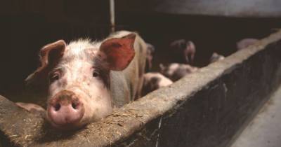В Украине подешевела свинина