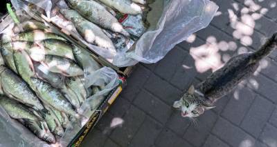 Конфискованы тысячи килограммов сига: инспекторы изъяли 22 рыболовные сети