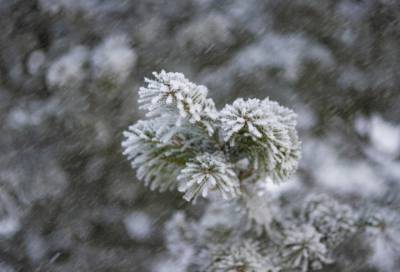 Зима возвращается: парк «Монрепо» в Выборге засыпало снегом