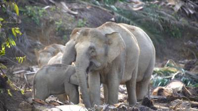 Зоозащитники хотят спасти слонов на острове Борнео.
