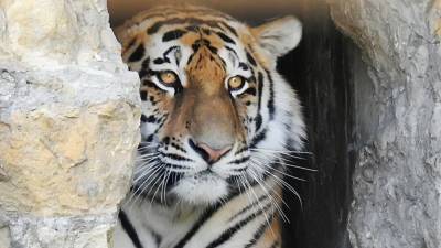 Силовики задержали двух жителей Приморья за убийство амурского тигра