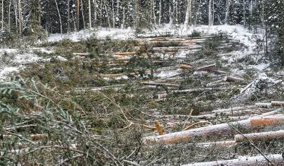 Глава района в Башкирии намерен сохранить деревья на Инзерских зубчатках