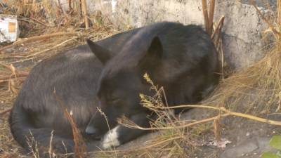 Два пса погибли во время пожара в севастопольском приюте для животных