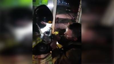 Пожарные спасли кота, сделав ему искусственное дыхание и массаж сердца. Видео