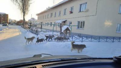 Бродячие собаки загрызли домашнюю кошку под Новосибирском