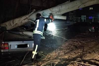 В Запорожье дерево привалило машину с водителем