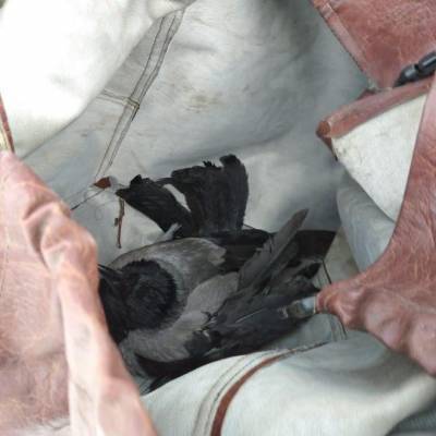 В Волхове пожарные спасли застрявшую в ветках ворону — фото