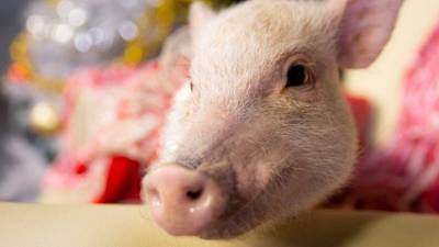 Зоозащитники призвали запретить оскорбления свинья, крыса и курица