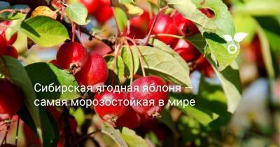 Сибирская ягодная яблоня — самая морозостойкая в мире