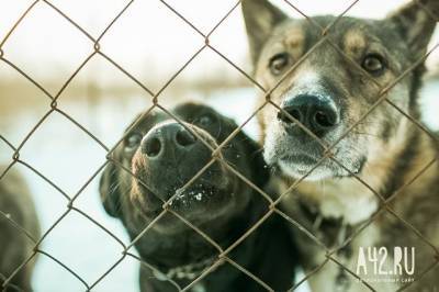В Кузбассе за год собаки нападали на людей более 4 тысяч раз