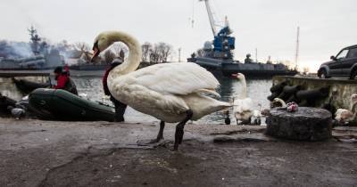 Калининградец снял видео с марширующими лебедями в Балтийске