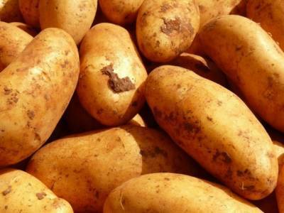 Диетолог рассказал, как розовый и фиолетовый картофель влияет на здоровье