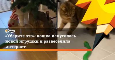 «Уберите это»: кошка испугалась новой игрушки и развеселила интернет