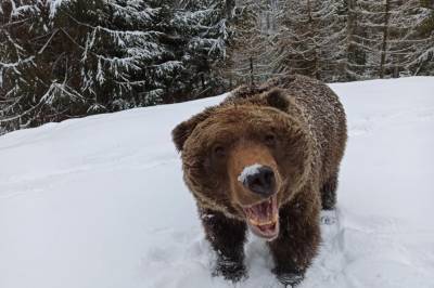 В Карпатах туристы засняли, как медведи вместо спячки решили поиграть со снегом: милое видео и фото