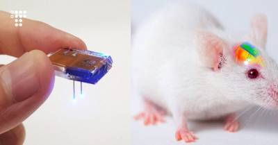 Корейские ученые смогли управлять живой мышью через смартфон — понадобился имплантат и кокаин