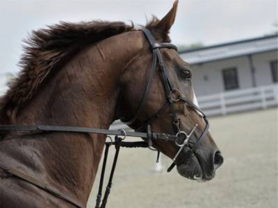 В Москве лошадь ударом копыта травмировала тренера по верхней езде