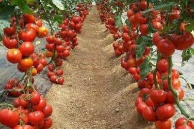 Азербайджан ищет новые рынки для экпорта томатов nbsp