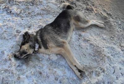 Жители Ульяновки сообщили о массовой гибели собак