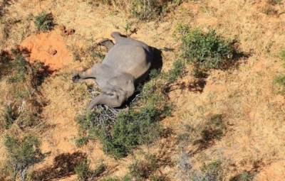 СМИ сообщили о новой массовой гибели слонов в Ботсване