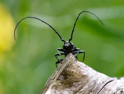 Ученые: Возраст пары жуков из британского музея составляет почти 4 тысячи лет