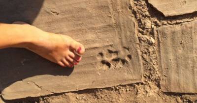 В Турции археологи нашли отпечатки лап щенка, чей возраст 1,5 тыс. лет (фото)