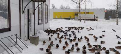 Утки устроили сходку у мясного магазина в Карелии (ФОТОФАКТ)