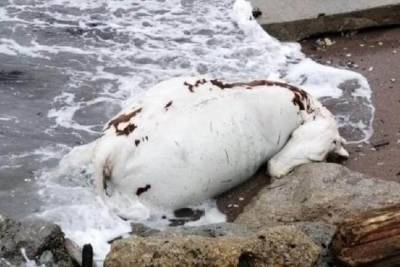 Жителей Новороссийска напугала на берегу мертвая корова