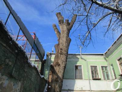 Одесский «пушкинский тополь»: в полиции не увидели преступления в уничтожении исторического дерева (документ)