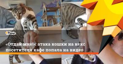 «Отдай мне!»: атака кошки накекс посетителя кафе попала навидео