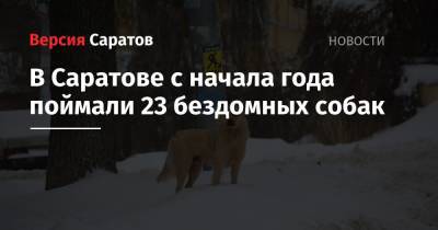 В Саратове с начала года поймали 23 бездомных собак