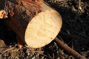 В Орловской области за год обнаружили 4 незаконные рубки леса