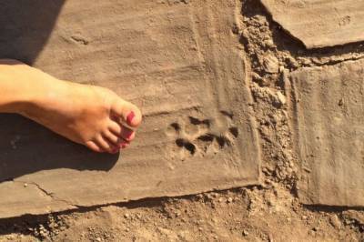 В Турции археологи нашли следы щенка 1500-летней давности