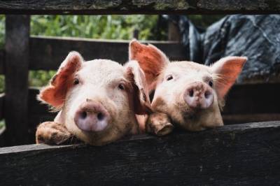 PETA попросила отказаться от оскорблений «свинья» и «курица» — положив начало ожесточенным спорам в соцсетях