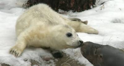 В Рижском зоопарке родился тюлененок